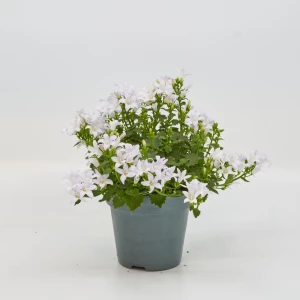 Campanula 'portenschlagiana'