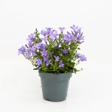 Campanula 'portenschlagiana'