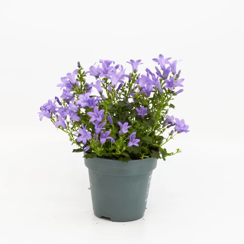 Campanula 'portenschlagiana'