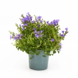 Campanula 'portenschlagiana'