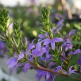 Scaevola 'aemula'
