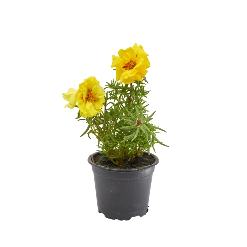 Portulaca 'mix'