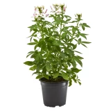 Cleome 'spinosa'