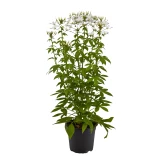 Cleome 'spinosa'