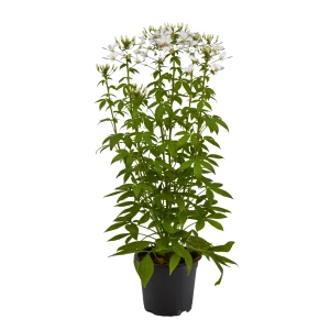 Cleome 'spinosa'