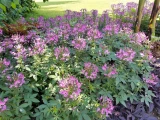 Cleome 'spinosa'