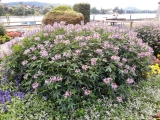 Cleome 'spinosa'