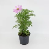 Cosmos 'bipinnatus'