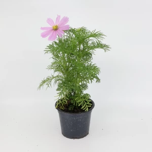 Cosmos 'bipinnatus'