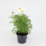 Cosmos 'bipinnatus'