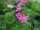 Cosmos 'bipinnatus'