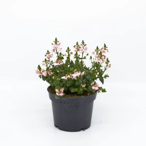 Diascia 'barberae'