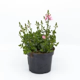 Diascia 'barberae'