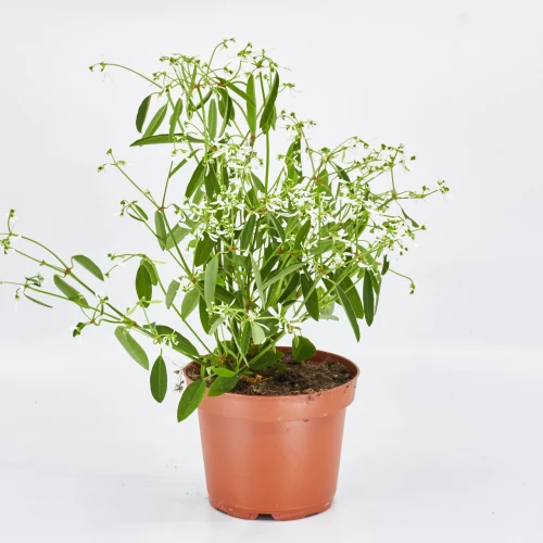 Euphorbia 'Diamond Frost' weiss