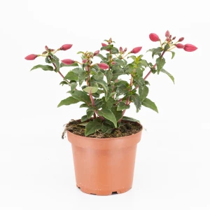 Fuchsie 'mix' aufrecht