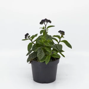 Heliotropium blau