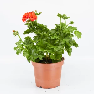 Geranien 'halbhängend'