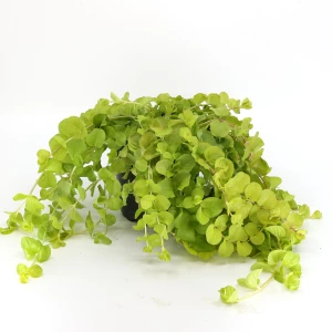 Lysimachia 'gelb'