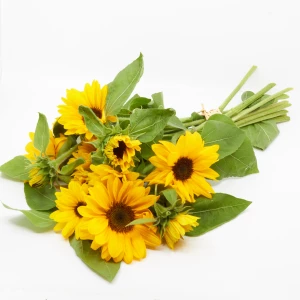 Sonnenblumen Freiland 'frisch vom Gärtner' grossblütig