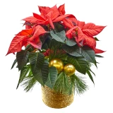 Geschmückter Weihnachtsstern