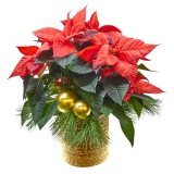 Geschmückter Weihnachtsstern