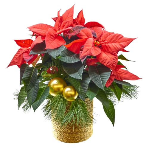 Geschmückter Weihnachtsstern