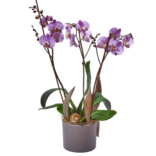 Orchidee 'rosa' ausgarniert