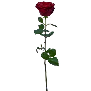 Eine rote Rose