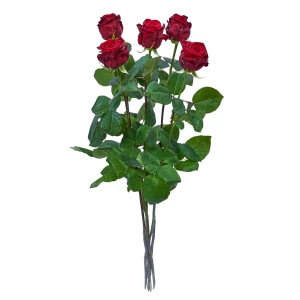 Rote Rosen 80cm