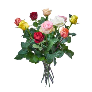 Rosen bunt
