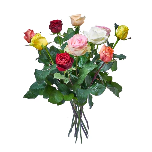 Rosen bunt