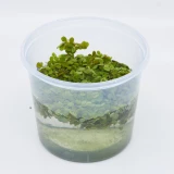 Schwimmpflanze 'Schwimmfarn'