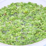 Schwimmpflanze 'Schwimmfarn'