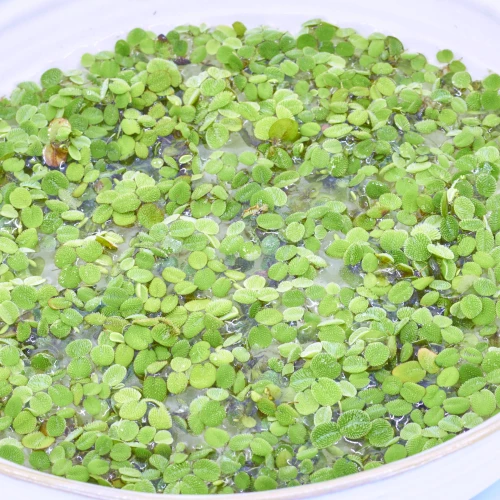 Schwimmpflanze 'Schwimmfarn'