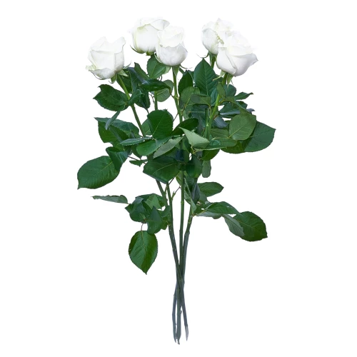 Weisse Rosen 70cm