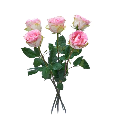 Rosa Rosen