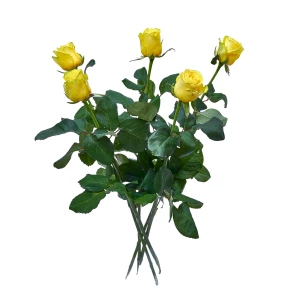 Rosen gelb