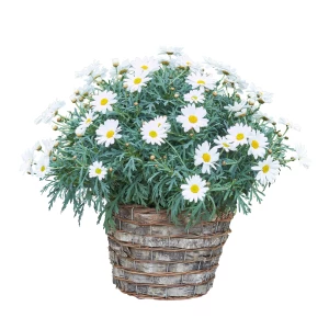 Margeritenpflanze im Korb