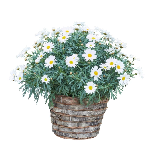 Margeritenpflanze im Korb