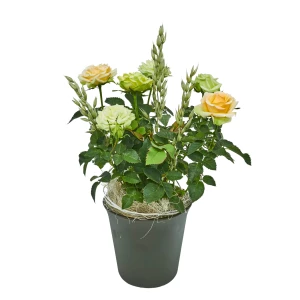 Rosenpflanze 'creme-orange' 25cm hoch