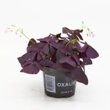 Oxalis 'Klee' rot