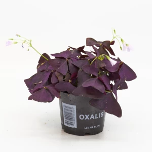 Oxalis 'Klee' rot
