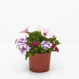 Confetti 'Gardenmix' 3 Pflanzen