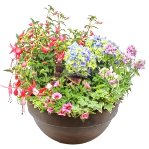 Bepflanzung 'Frühsommergarten'