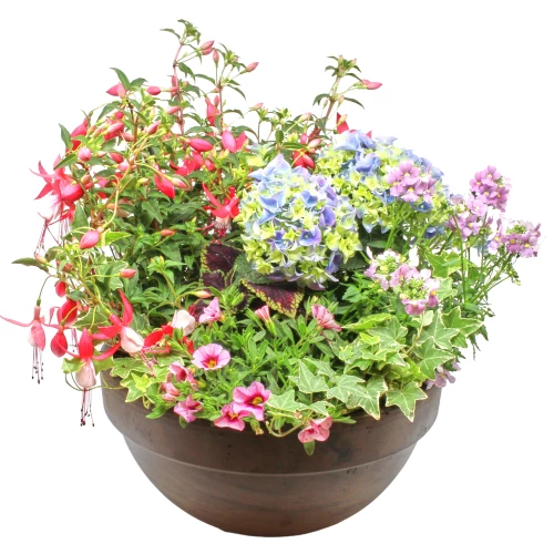 Bepflanzung 'Frühsommergarten'