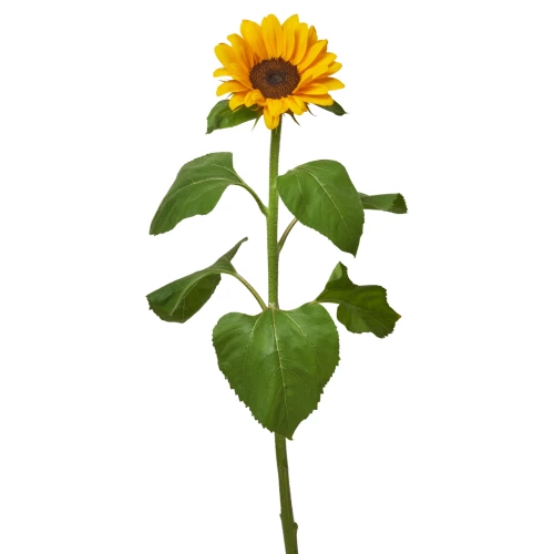 Sonnenblume 'Sünneli' 70cm