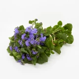 Ageratum 'Freiland' blau