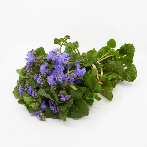 Ageratum 'Freiland' blau