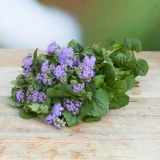 Ageratum 'Freiland' blau