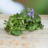 Ageratum 'Freiland' blau
